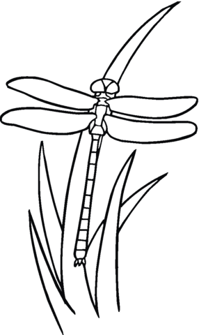 Dragonfly On The Grass Coloring Page